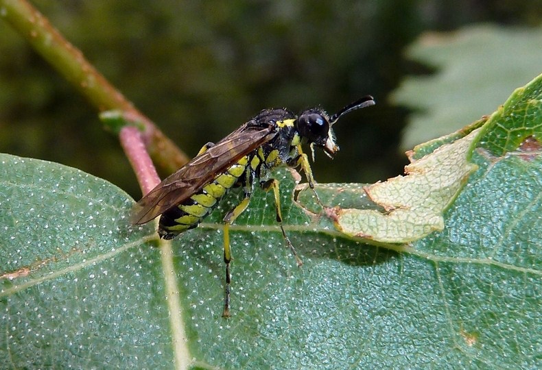 maschio e femmina di Tenthredo sp.